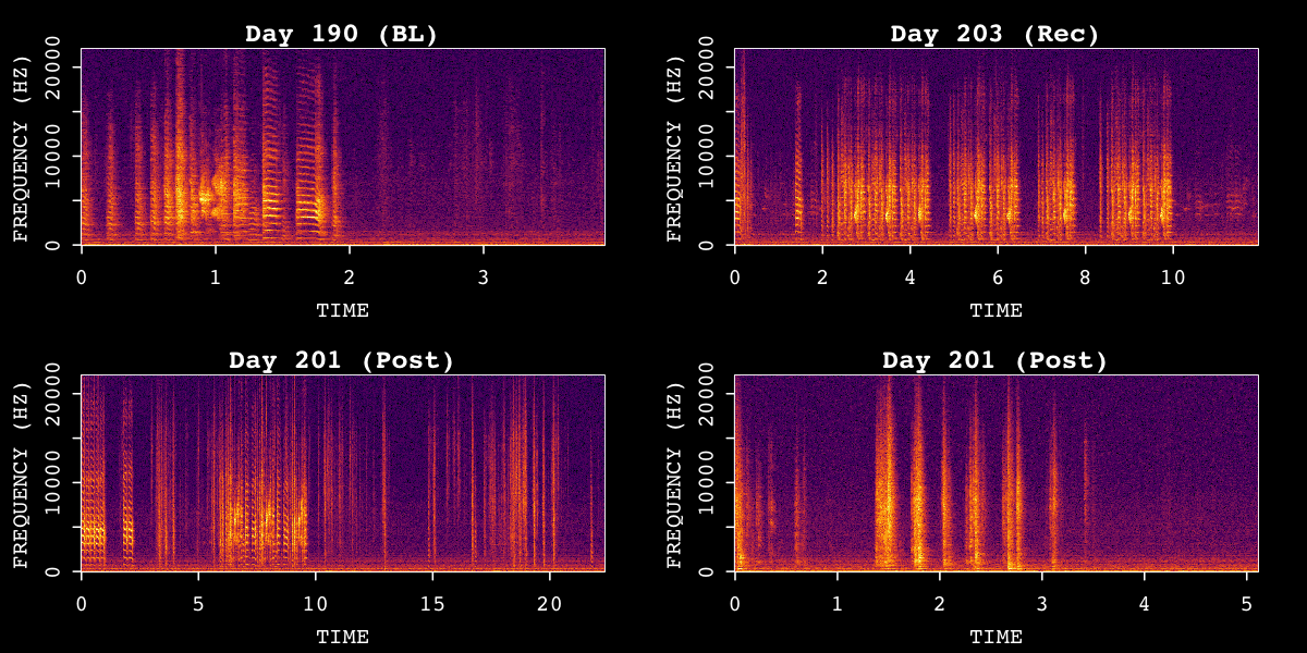 Sample spectrograms from SAP object across time points.